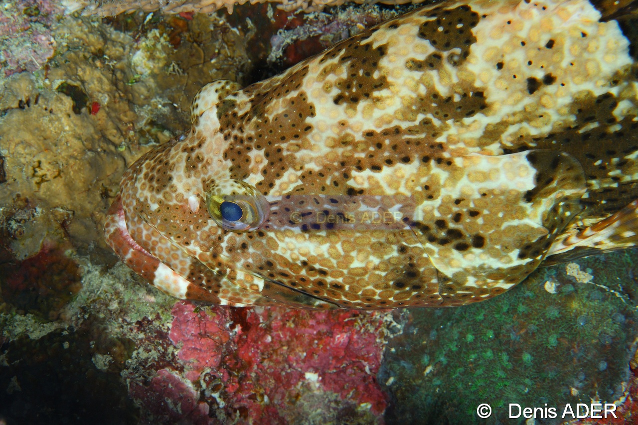 Epinephelus fuscoguttatus  Merou brun marbre-Moga Island Jetty Hoga-10m-20180529nuit-Denis-ADER-DSC_2043_tn.jpg